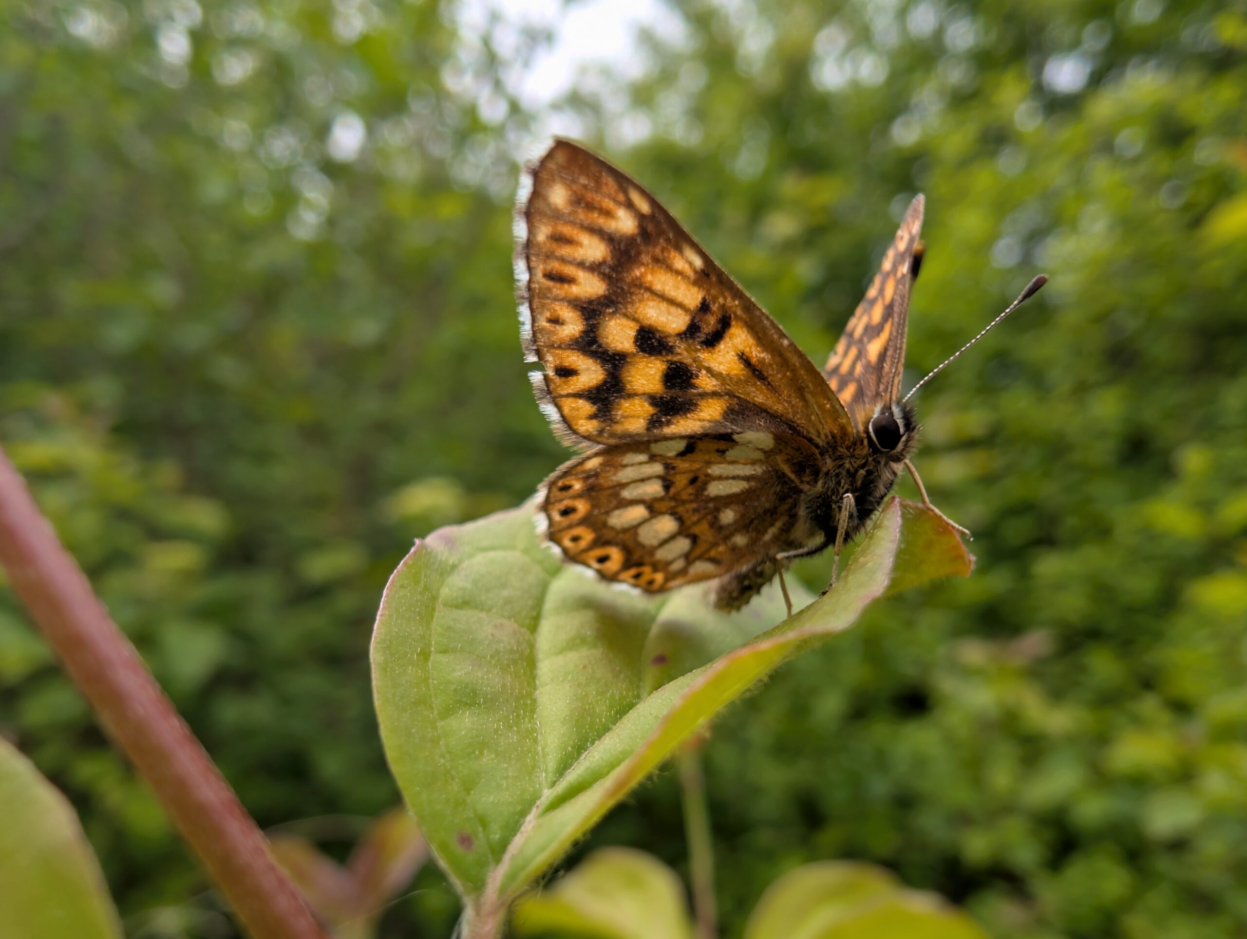 Enquête naturaliste – « J&rsquo;hallucine&nbsp;: une Lucine ! »