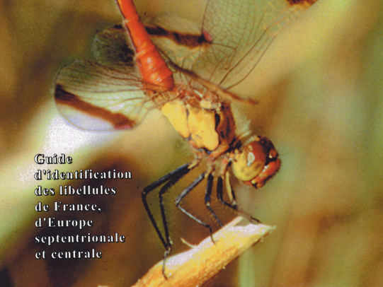 Une clé incontournable de détermination des libellules désormais accessible en ligne –