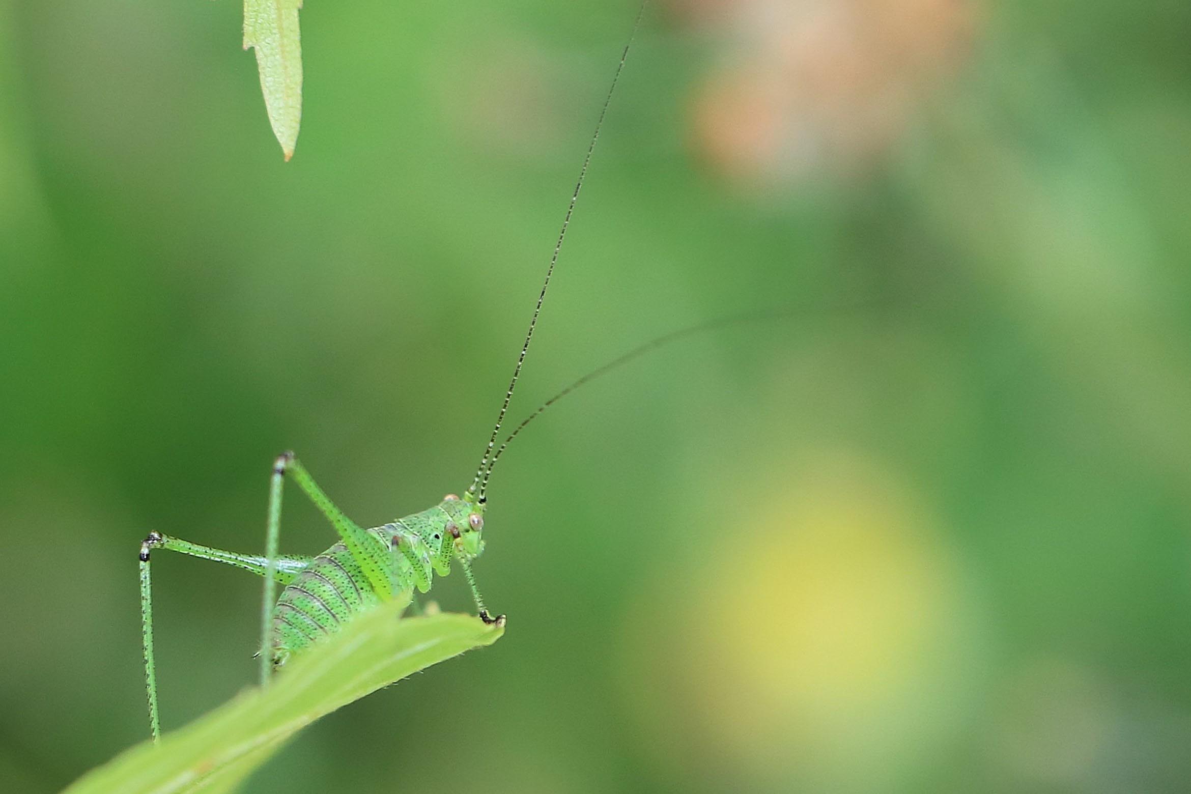 Le portfolio d’Insectes : Mimétisme en vert