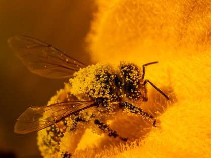 1001 actions pour sauver les insectes pollinisateurs