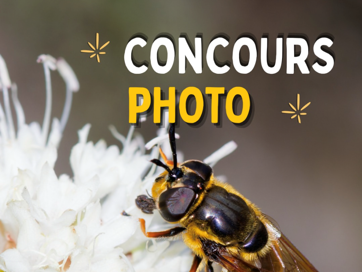 Le concours photo des pollinisateurs est ouvert !