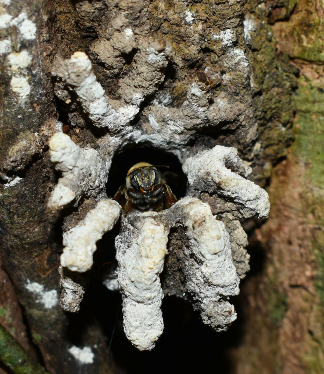 Felipe Poey, l’abeille de la terre et la méliponiculture cubaine
