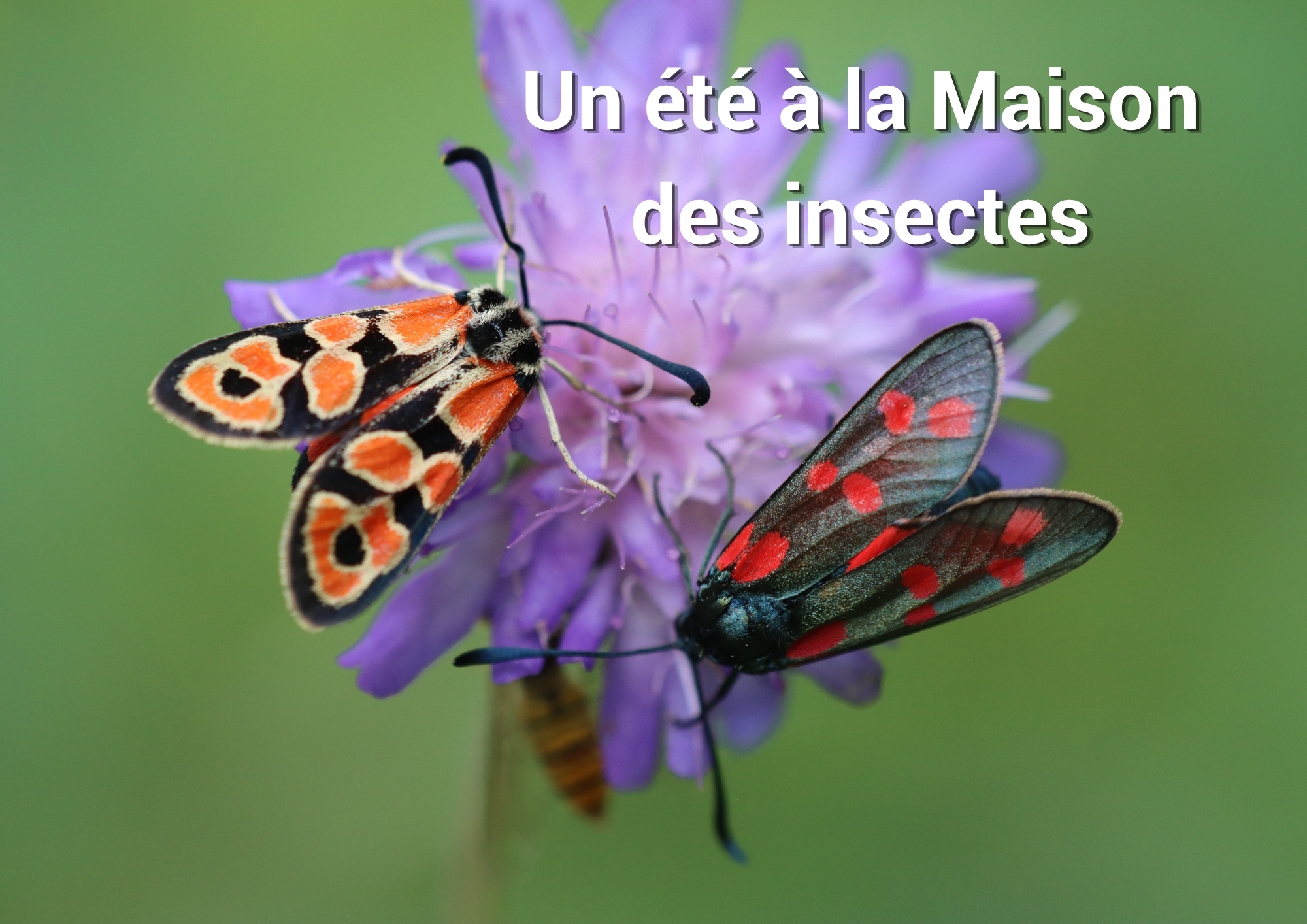 Un été à la Maison des insectes – Animations & sorties