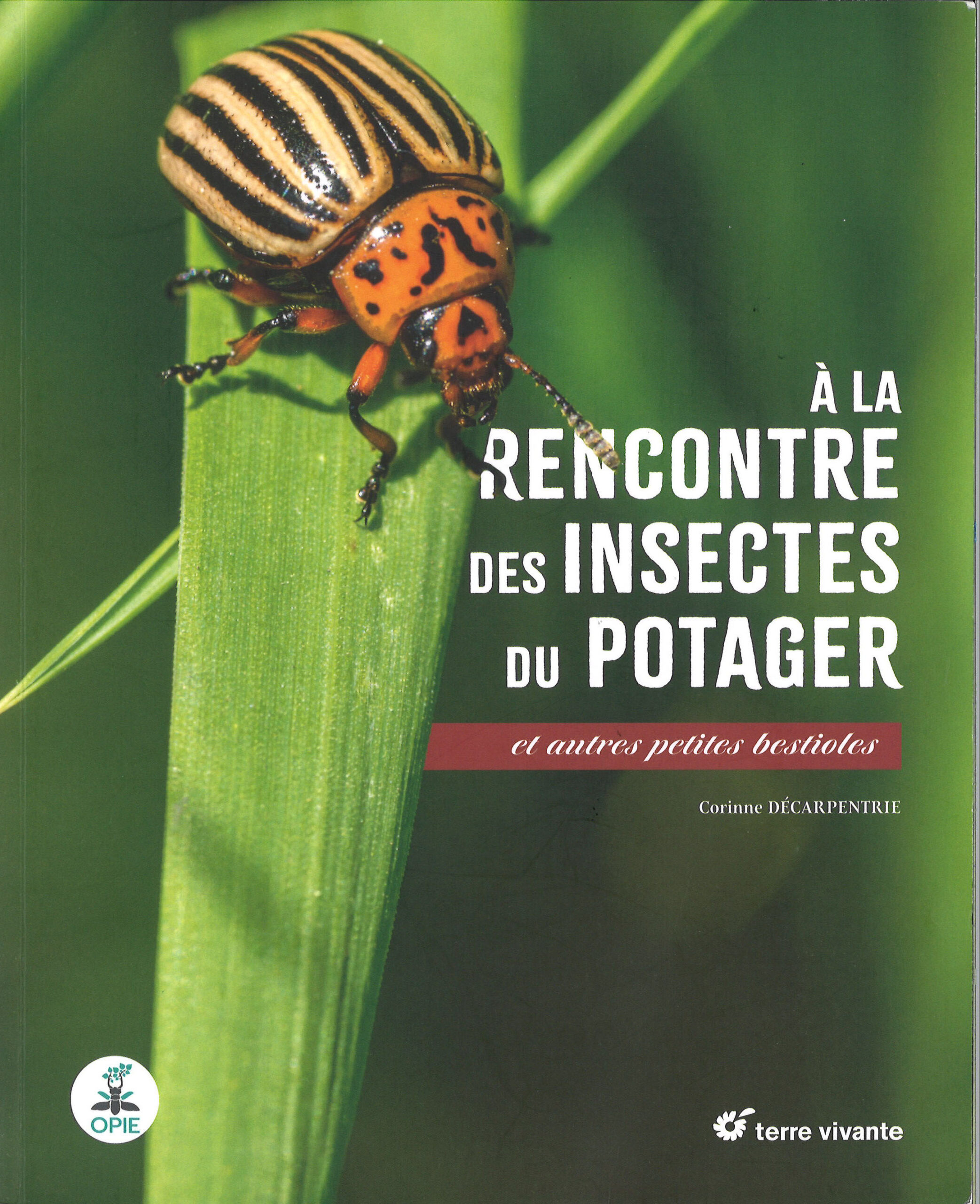 À la rencontre des insectes du potager