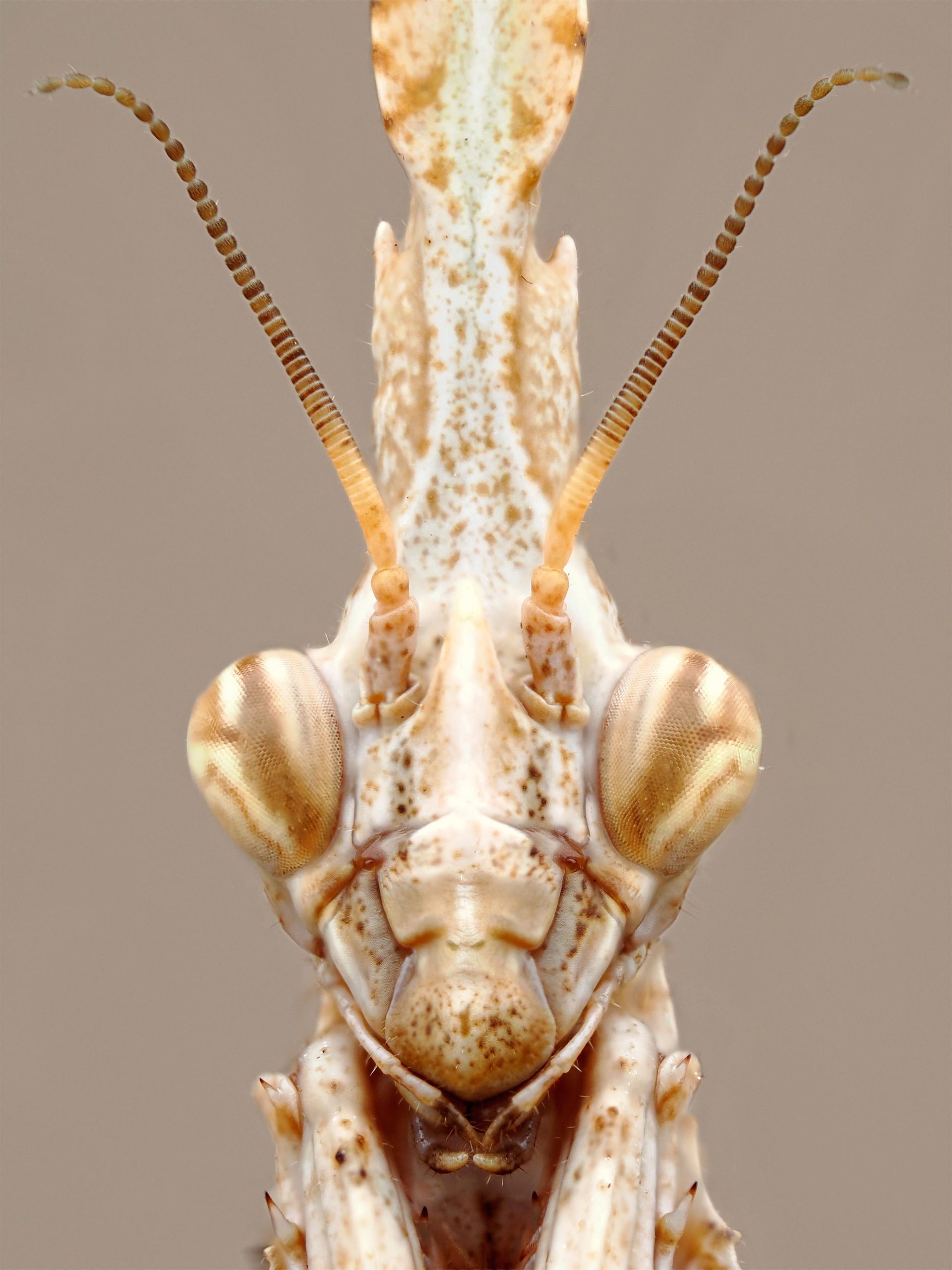 Le portfolio d’Insectes : Mandibules